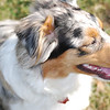 Kona Bean! aka the "Kone of Destruction, The Blue Barracuda, The Land Shark of Doom, or more kindly The Queen Bee." My little Queen Bee, I love her so. :-)